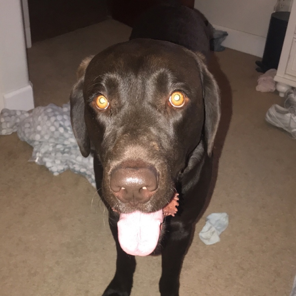 Meet your Posher, Alexa